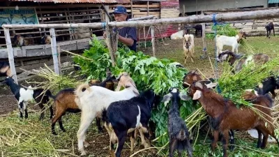 Penjualan Kambing Kurban Anjlok di Kendari, Pedagang Pilih Main Aman