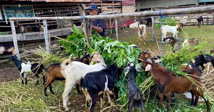 Penjualan Kambing Kurban Anjlok di Kendari, Pedagang Pilih Main Aman