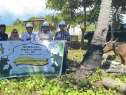 PT KPR Silika Hidupkan Ekonomi Peternak Lokal di Bombana Lewat Program Kurban Iduladha  