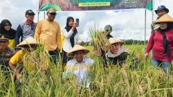 Bupati Muna Barat Panen Raya Padi Inpari 32, Targetkan Produksi Beras Terus Meningkat