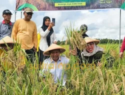 Bupati Muna Barat Panen Raya Padi Inpari 32, Targetkan Produksi Beras Terus Meningkat