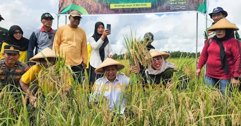 Bupati Muna Barat Panen Raya Padi Inpari 32, Targetkan Produksi Beras Terus Meningkat 1 Bupati Muna Barat Panen Raya Padi Inpari 32, Targetkan Produksi Beras Terus Meningkat