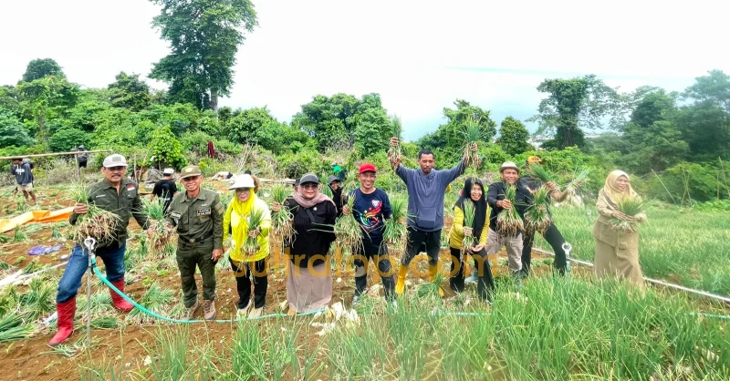 Didampingi DTPH Kolaka Utara, Kelompok Tani Garden Latsitarda Sukses Panen Bawang Merah 1 Didampingi DTPH Kolaka Utara, Kelompok Tani Garden Latsitarda Sukses Panen Bawang Merah