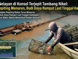 Kisah Nelayan di Konsel Terjepit Tambang Nikel: Hasil Kepiting Menurun, Budi Daya Rumput Laut Tinggal Kenangan