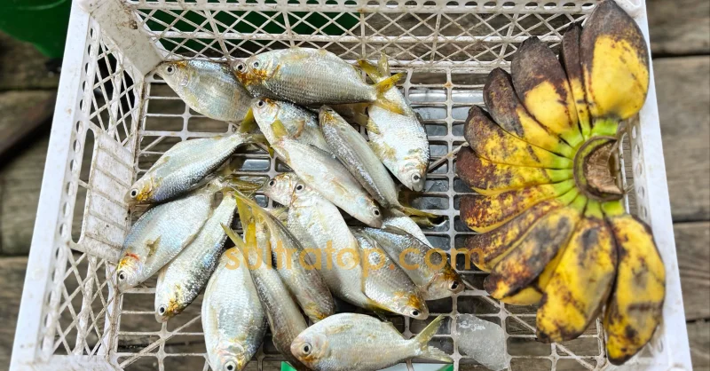 Tanpa Uang, Tradisi Barter Suku Bajo di Konawe Selatan Jadi Penopang Ekonomi Pesisir 4 Tanpa Uang, Tradisi Barter Suku Bajo di Konawe Selatan Jadi Penopang Ekonomi Pesisir