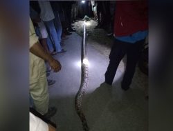 Kronologi Perempuan Paruh Baya di Muna Barat Tewas Diserang Ular Piton