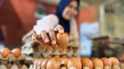 Harga Telur dan Ayam Potong di Kendari Turun, Diduga Dipengaruhi Liburnya Program MBG