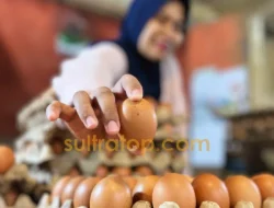 Harga Telur dan Ayam Potong di Kendari Turun, Diduga Dipengaruhi Liburnya Program MBG