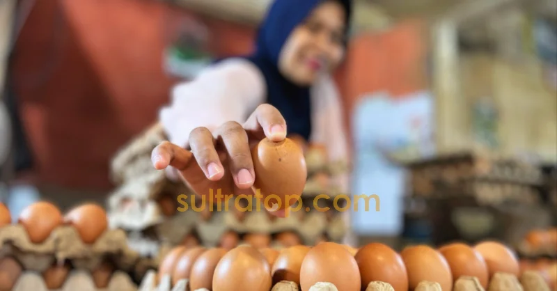 Harga Telur dan Ayam Potong di Kendari Turun, Diduga Dipengaruhi Liburnya Program MBG 1 Harga Telur dan Ayam Potong di Kendari Turun, Diduga Dipengaruhi Liburnya Program MBG