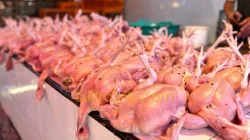 MBG Sudah Aktif Lagi, Penjualan Ayam dan Telur di Pasar Mandonga Masih Lesu 15 MBG Sudah Aktif Lagi, Penjualan Ayam dan Telur di Pasar Mandonga Masih Lesu