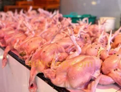 MBG Sudah Aktif Lagi, Penjualan Ayam dan Telur di Pasar Mandonga Masih Lesu