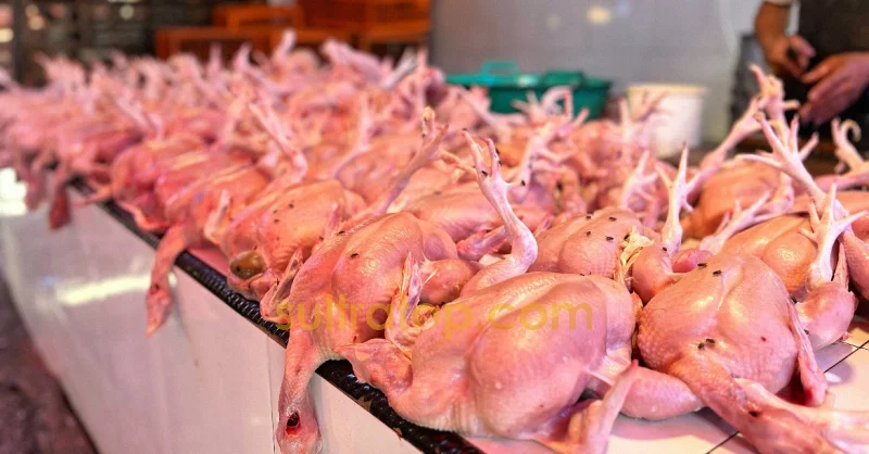 MBG Sudah Aktif Lagi, Penjualan Ayam dan Telur di Pasar Mandonga Masih Lesu 1 MBG Sudah Aktif Lagi, Penjualan Ayam dan Telur di Pasar Mandonga Masih Lesu