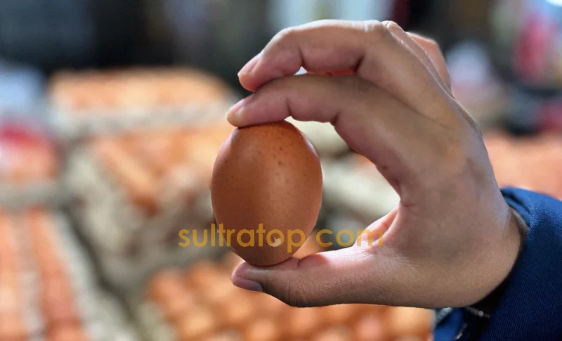 MBG Sudah Aktif Lagi, Penjualan Ayam dan Telur di Pasar Mandonga Masih Lesu 3 MBG Sudah Aktif Lagi, Penjualan Ayam dan Telur di Pasar Mandonga Masih Lesu