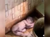 Warga Lapai Kolaka Utara Geger, Bayi Laki-Laki Ditemukan di Toilet Masjid