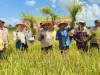 Panen Raya di Desa Lakabu, Bupati Muna Barat Tegaskan Perbaikan Lahan Pertanian Jadi Prioritas