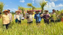 Panen Raya di Desa Lakabu, Bupati Muna Barat Tegaskan Perbaikan Lahan Pertanian Jadi Prioritas 3 Panen Raya di Desa Lakabu, Bupati Muna Barat Tegaskan Perbaikan Lahan Pertanian Jadi Prioritas