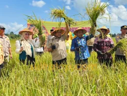 Panen Raya di Desa Lakabu, Bupati Muna Barat Tegaskan Perbaikan Lahan Pertanian Jadi Prioritas