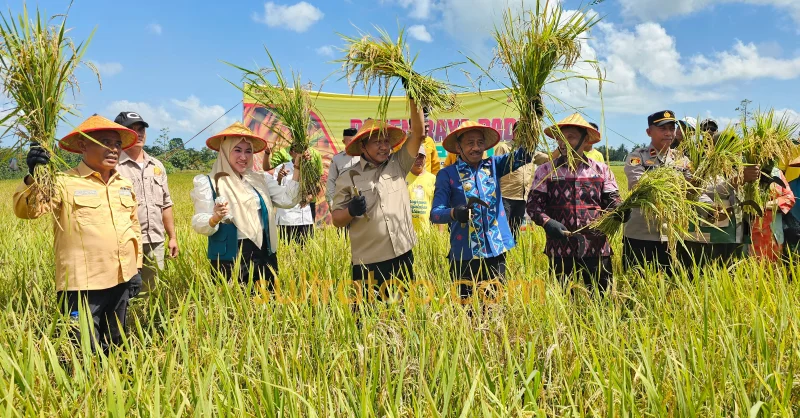 Panen Raya di Desa Lakabu, Bupati Muna Barat Tegaskan Perbaikan Lahan Pertanian Jadi Prioritas