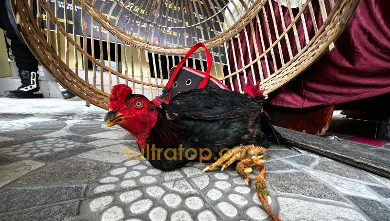 Polresta Kendari Ungkap Sejumlah Kasus Kriminal, dari Penyerangan Polisi hingga Judi Sabung Ayam