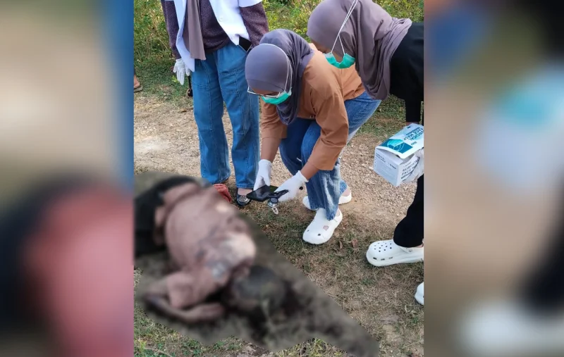 Pesta Miras Berakhir Tragis, Dua Pria di Muna Barat Duel Parang, Satu Tewas di Tempat