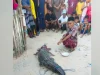 Buaya Masuk Permukiman di Kendari, Warga Gotong Royong Selamatkan