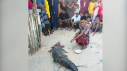 Buaya Masuk Permukiman di Kendari, Warga Gotong Royong Selamatkan