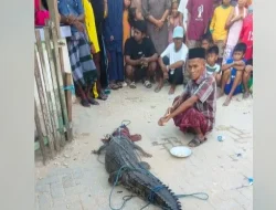 Buaya Masuk Permukiman di Kendari, Warga Gotong Royong Selamatkan