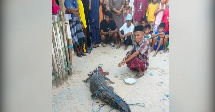 Buaya Masuk Permukiman di Kendari, Warga Gotong Royong Selamatkan 1 Buaya Masuk Permukiman di Kendari, Warga Gotong Royong Selamatkan