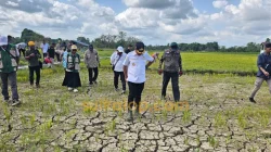 Kemarau Melanda Muna Barat, 44 Hektare Sawah di Kasimpa Jaya Gagal Panen