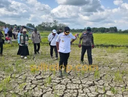 Kemarau Melanda Muna Barat, 44 Hektare Sawah di Kasimpa Jaya Gagal Panen