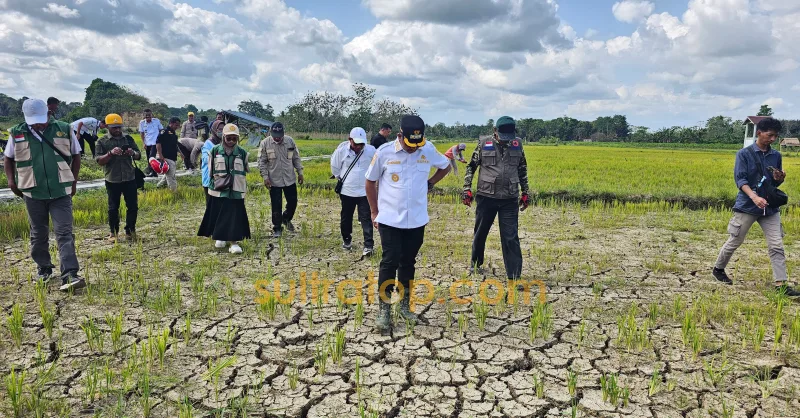 Kemarau Melanda Muna Barat, 44 Hektare Sawah di Kasimpa Jaya Gagal Panen