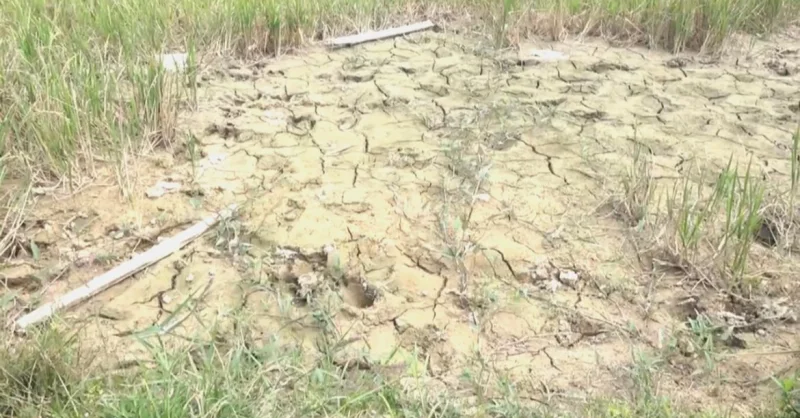 2.122 Hektare Tanaman Padi di Sulawesi Tenggara Rusak, 5 Daerah Tetapkan Status Darurat 3 2.122 Hektare Tanaman Padi di Sulawesi Tenggara Rusak, 5 Daerah Tetapkan Status Darurat