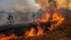 Kebakaran Lahan di Kendari Melonjak, 29 Kasus Terjadi Sepanjang Agustus 2026