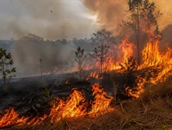 Kebakaran Lahan di Kendari Melonjak, 29 Kasus Terjadi Sepanjang Agustus 2026
