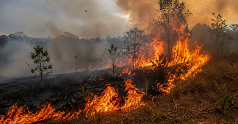 Kebakaran Lahan di Kendari Melonjak, 29 Kasus Terjadi Sepanjang Agustus 2026