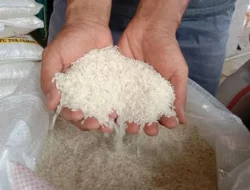 Produksi Padi Kolut Hanya Penuhi 13-15 Persen Kebutuhan Masyarakat, 85 Persen Dipasok Daerah Tetangga