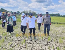 Kekeringan Ancam Pertanian Muna Barat, 50 Hektare Sawah Dipastikan Puso
