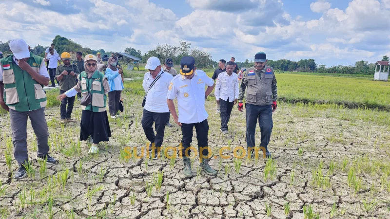 Kekeringan Ancam Pertanian Muna Barat, 50 Hektare Sawah Dipastikan Puso 1 Kekeringan Ancam Pertanian Muna Barat, 50 Hektare Sawah Dipastikan Puso