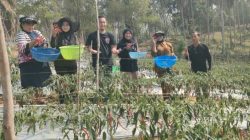 Kisah Ibnu Hajar, Petani Konawe Utara yang Panen 110 Kg Cabai Berkat Program ANTAM