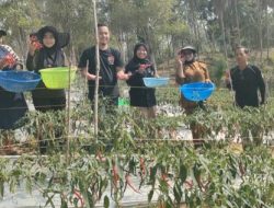 Kisah Ibnu Hajar, Petani Konawe Utara yang Panen 110 Kg Cabai Berkat Program ANTAM