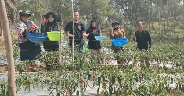 Kisah Ibnu Hajar, Petani Konawe Utara yang Panen 110 Kg Cabai Berkat Program ANTAM