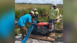 185 Hektare Sawah di Muna Alami Kekeringan, Puluhan Hektare di Desa Labulu-bulu Gagal Panen 15 185 Hektare Sawah di Muna Alami Kekeringan, Puluhan Hektare di Desa Labulu-bulu Gagal Panen