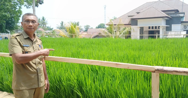 185 Hektare Sawah di Muna Alami Kekeringan, Puluhan Hektare di Desa Labulu-bulu Gagal Panen 3 185 Hektare Sawah di Muna Alami Kekeringan, Puluhan Hektare di Desa Labulu-bulu Gagal Panen