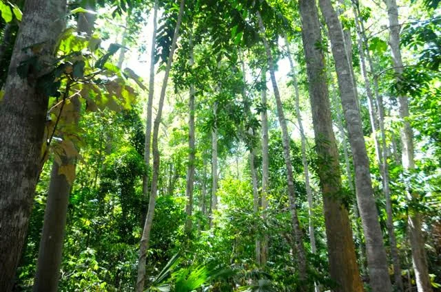 Pembangunan Markas Militer di Warangga: Antara Perut Petani dan Efek Multidimensi bagi Kemajuan Muna